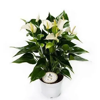 Антуриум Вайт Чемпион 12/45