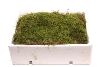 _мох стабилизированный цветной