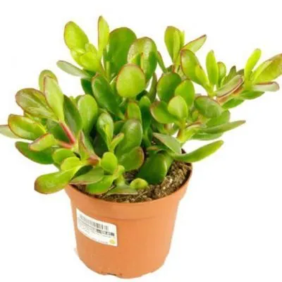 Крассула Сансет 11/15 фото в интернет-магазине Флоранж