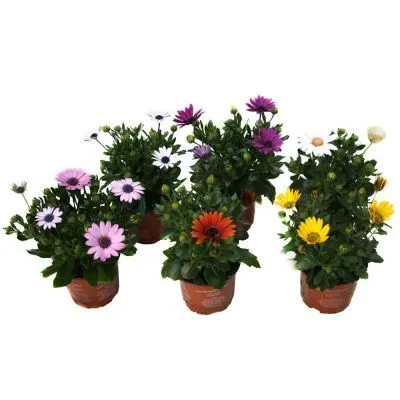 Остеоспермум Микс 10/20 фото в интернет-магазине Флоранж