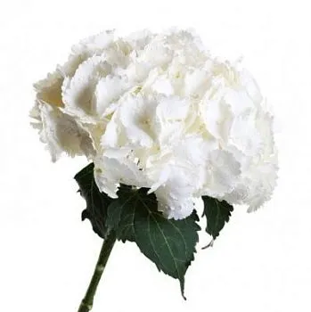 _гидрангия вайт кондор (КОЛ)