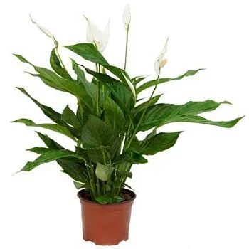 Спатифиллюм Верди 17/70