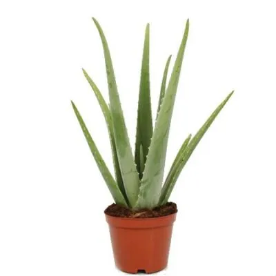 Алоэ Вера 10/25 фото в интернет-магазине Флоранж