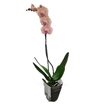 Фаленопсис микс 12/70 1 ств персиковый