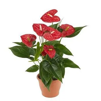 Антуриум андр. Джамбо Ред 14/50