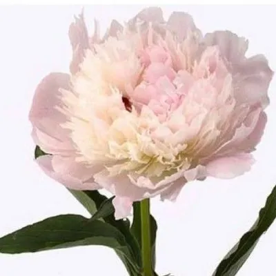 пион Печер фото в интернет-магазине Флоранж