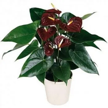 Антуриум Шоколад Лав 17/65