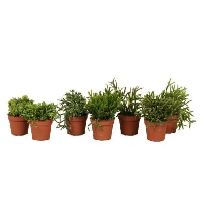 Рипсалиc Микс 12/25 фото в интернет-магазине Флоранж