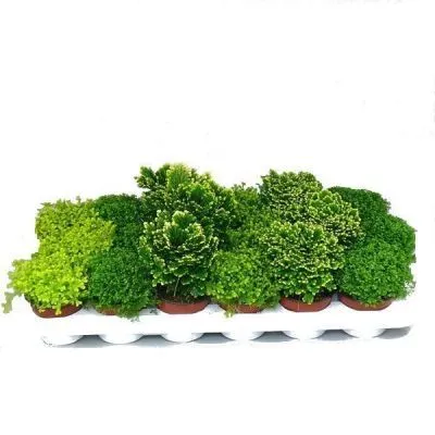 Селагинелла Микс 12/30 фото в интернет-магазине Флоранж