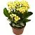 Каланхое Йеллоу 12/25 