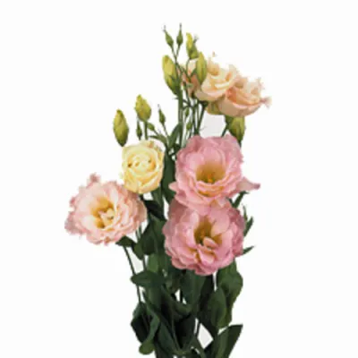 эустома Алисса Шампань фото в интернет-магазине Флоранж