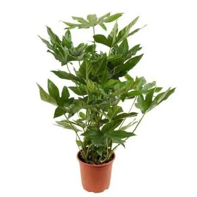 Фатсия Японика Аралия 15/40 фото в интернет-магазине Флоранж