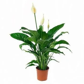 Спатифиллюм Свит Чико 13/60