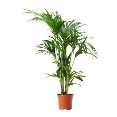 Ховея Форстериана 17/70 фото в интернет-магазине Флоранж