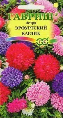Астра Эрфуртский карлик Смесь (цветной пакет) 0,3г; Гавриш фото в интернет-магазине Флоранж