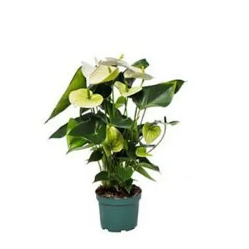 Антуриум Самора Вайт 14/50