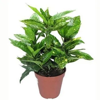 Аукуба Кротонифолия 13/25