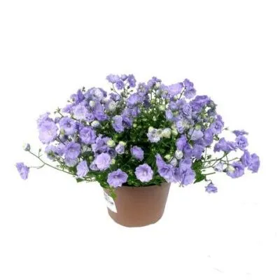 Кампанула Изофила Атланта Блау 11/22 фото в интернет-магазине Флоранж