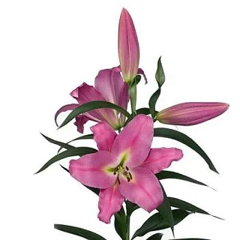 лилия ориентал Малдано фото вживую в руках, состав, цветовая гамма 