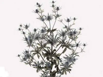 эрингиум Орион Квикстар фото в интернет-магазине Флоранж