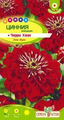 Цинния Черри Квин (цветной пакет) 0,2г; Семена Алтая фото в интернет-магазине Флоранж