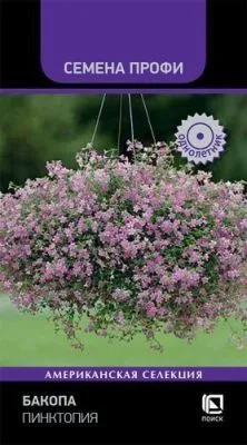 Бакопа Пинктопия (Семена Профи) (цветной пакет) 5шт; Поиск фото в интернет-магазине Флоранж