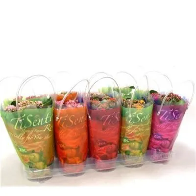 Каланхое Микс 15/30 вариегатный фото в интернет-магазине Флоранж