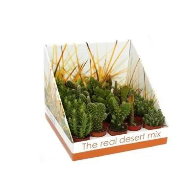 Кактус Опунция 06/20 шоубокс фото в интернет-магазине Флоранж