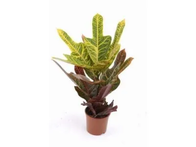 Кодиум Экселент 17/50 акция фото в интернет-магазине Флоранж