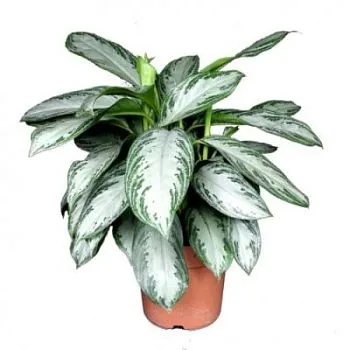 Аглонема Сильвер Бэй 19/50