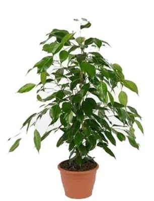 Фикус Данита 17/70 фото в интернет-магазине Флоранж