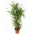 Драцена Варнески 17/65 2 ств.