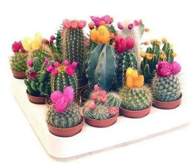 Кактус Маммилярия 12/15 фото в интернет-магазине Флоранж