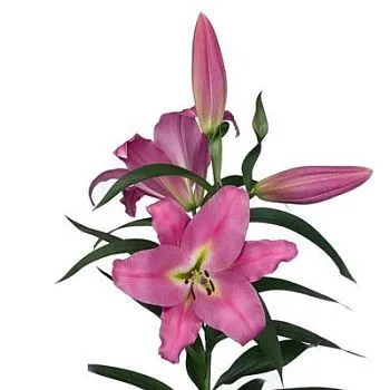 лилия ориентал Малдано фото вживую в руках, состав, цветовая гамма 