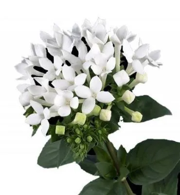 бовардия Вайт Сенсейшн фото в интернет-магазине Флоранж