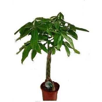 Пахира Акватика 12/45