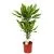 Драцена Голден Коаст 17/80 2 ств.