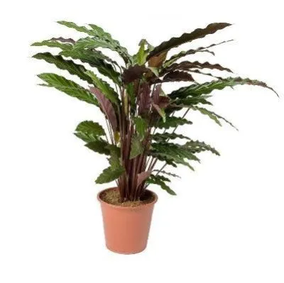 Калатея Руфиба 12/50 фото в интернет-магазине Флоранж