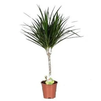 Драцена Марджината 14/50