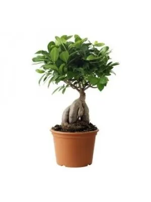 Фикус Микрокарпа 12/30 фото в интернет-магазине Флоранж