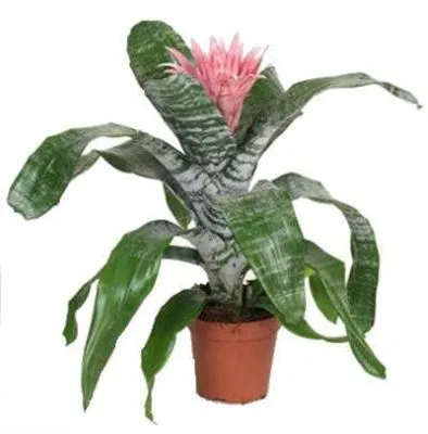 Эхмея Микс 15/70 фото в интернет-магазине Флоранж