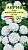 Астра Эрфуртский карлик Белая (цветной пакет) 0,3г; Гавриш