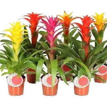 Гузмания Микс 12/40