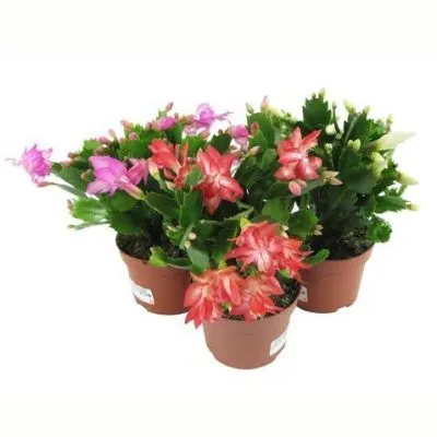 Шлюмбергера Микс 09/20 фото в интернет-магазине Флоранж