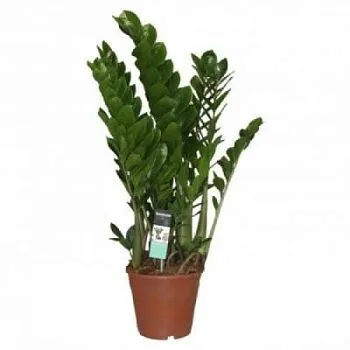 Замиокулкас Замиофолия 24/110