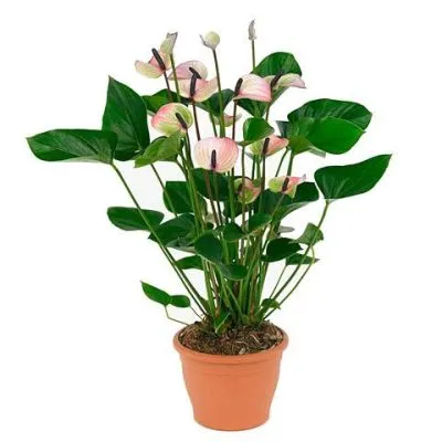 Антуриум андр. Пурпл 14/40 фото в интернет-магазине Флоранж