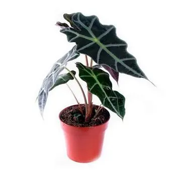 Алоказия Амазоника Полли 12/40