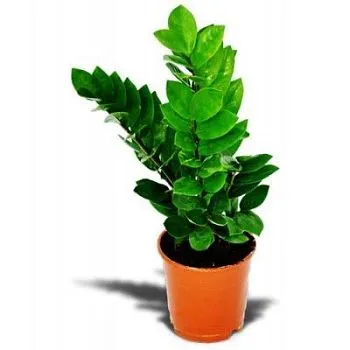 Замиокулкас Замиофолия 17/60