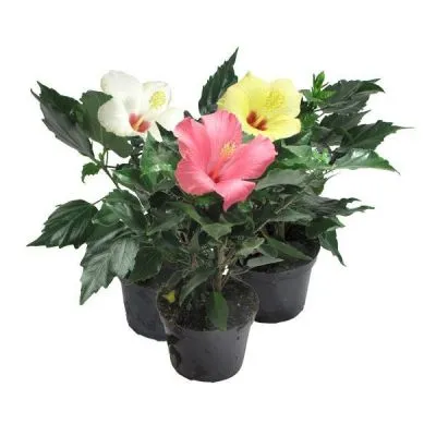 Гибискус Микс 13/35 фото в интернет-магазине Флоранж