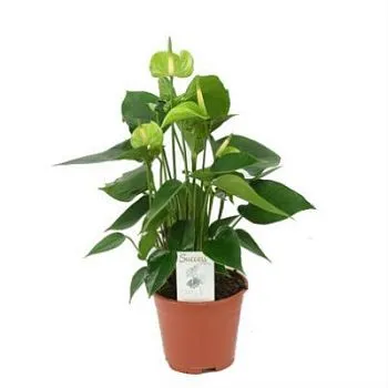 Антуриум Алексия Грин 14/50